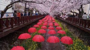Descubre la belleza de la primavera en Corea del Sur: El Festival de la…
