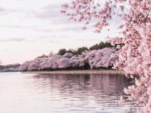 Festival de la flor de cerezo de Jinhae: la celebración más hermosa de la…